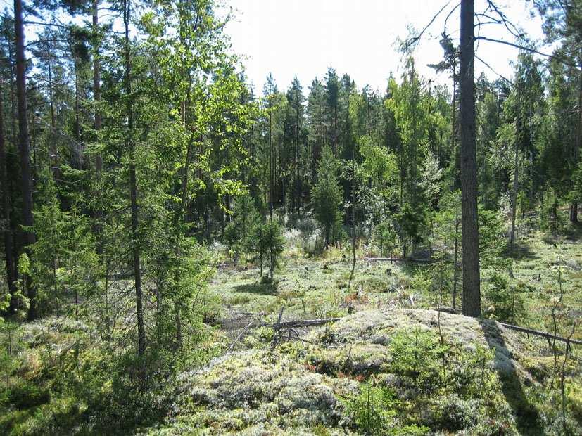 56 Suunnittelukeskus Oy Kuva 31. Näkymä kaakkoon hankealueen luoteisnurkasta. 5.5.2 Luonnonsuojelu- ja Natura 2000 alueet Viljakkalassa sijaitsee kaksi Natura-aluetta, Ruonanjoki (13 ha) ja Alhonlahden alue (58 ha).