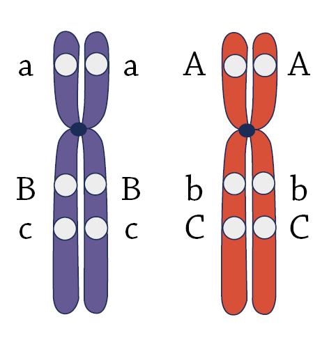 7. Kiasman syntyminen Millaisia sukusoluja syntyy, mikäli kiasma syntyy a) geenien A ja B välille b) geenien B ja C