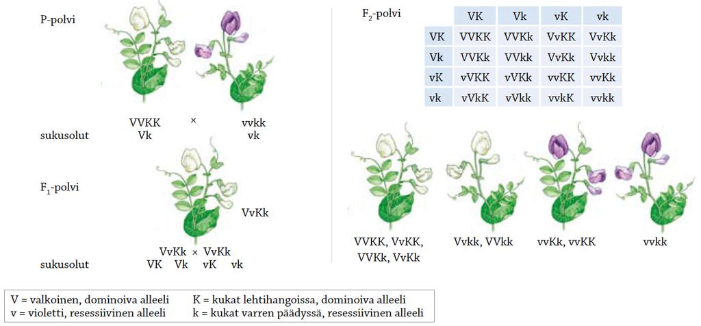 Dihybridiristeytys Kahden ominaisuusparin periytyminen.