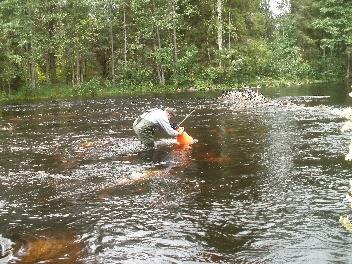 Taimenten mäti-istutusten merkityksestä taimenen poikastiheyksiin on saatu tietoa seitsemältätoista Kymijoen, Kokemäenjoen ja Vuoksen vesistöihin kuuluvalta virtavesialueelta (Syrjänen ym. 2013 a).
