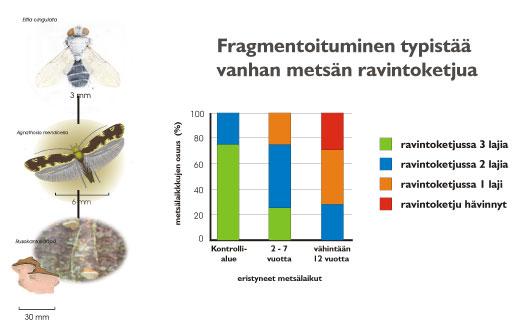 Niillä fragmenteilla, jotka olivat vähimmin isoloituneita, lajin säilymistodennäköisyys oli suuri, paitsi skenaariossa, jossa leviämiskyky oli huono, sukupuuttoriski suuri ja alueellinen stokastisuus