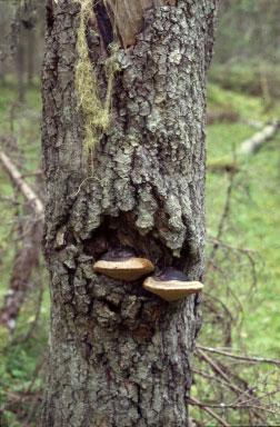 jisto ja joitakin orvakkalajeja selvitettiin yhteensä yli sadalta järeältä haapamaapuulta. Samoilla tutkimusalueilla on myös selvitetty kovakuoriaislajiston eroja vanhoissa metsissä ja hakkuuaukoilla.