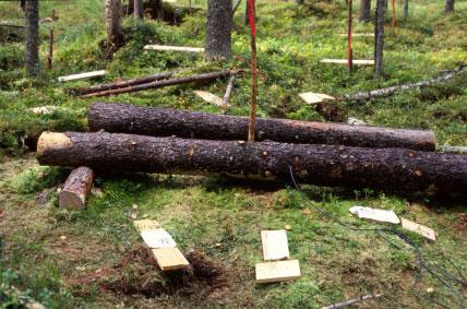 Pohjanrypykkä (Phlebia centrifuga) (Reijo Penttilä) Itiöiden leviämistä on selvitetty yksittäisestä, pistemäisestä kohteesta ympäröivään metsämaisemaan, ja kokeita varten maastosta on etsitty puu,