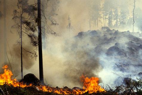 män kuin puita kokonaisvaltaisemmin lahottavilla ja pitempi-ikäisillä käävillä.