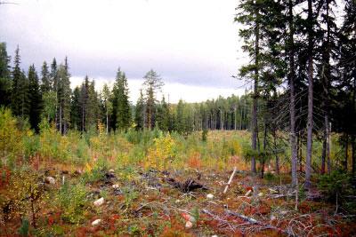 Erilaisten reunojen merkitystä vanhojen metsien kääväkkäiden ja sammalten esiintymiseen tutkittiin viidessä vanhassa metsässä, joita ympäröivät eri-ikäiset talousmetsät.