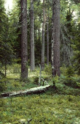 Tässä tutkimuksessa saadut tulokset viittaavat siihen, että Vienan Karjalan vanhoissa metsissä kääväkkäiden lajirunsaus on pienillä aloilla suurempi kuin vastaavilla aloilla Suomessa.