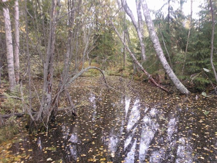 Perinnealueen itälaidalla sijaitsevan katajikon alueella maasto on tasaista. Metsäisen alueen maasto on melko tasaista.