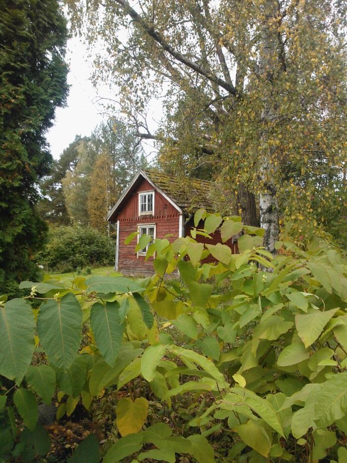 Mökin ympäristössä aluskasvillisuus on pääasiassa säännöllisesti leikattua luonnonnurmikkoa. Ainoastaan mökin koillisseinustalla on vapaasti kasvavaa heinikkoa.