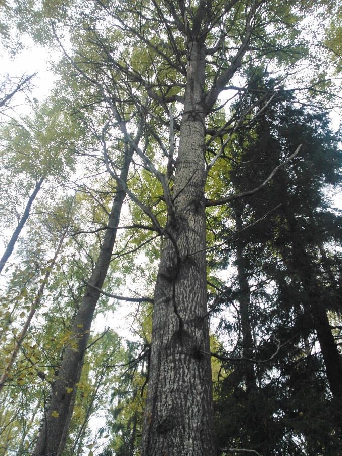 Alueen itäreunalla on pieni kaivettu metsälampi, jonka ympärillä kasvaa paljon pajua. Kuva 5. Metsäisellä alueella kasvaa vanhoja haapoja. 2.