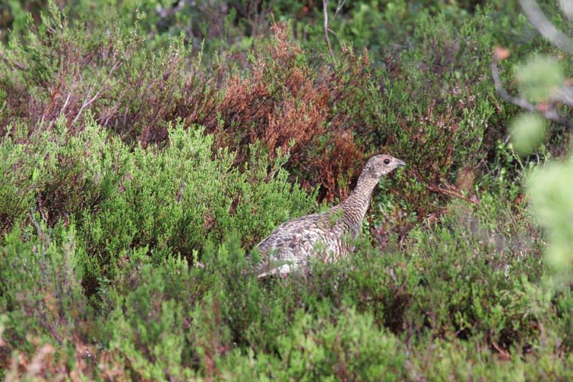 Liro (Tringa glareola) 4 paria Suomessa vielä runsaslukuinen liro pesii monentyyppisillä soilla ja kosteikoilla ja laji on usein soiden runsaslukuisin kahlaajalaji.