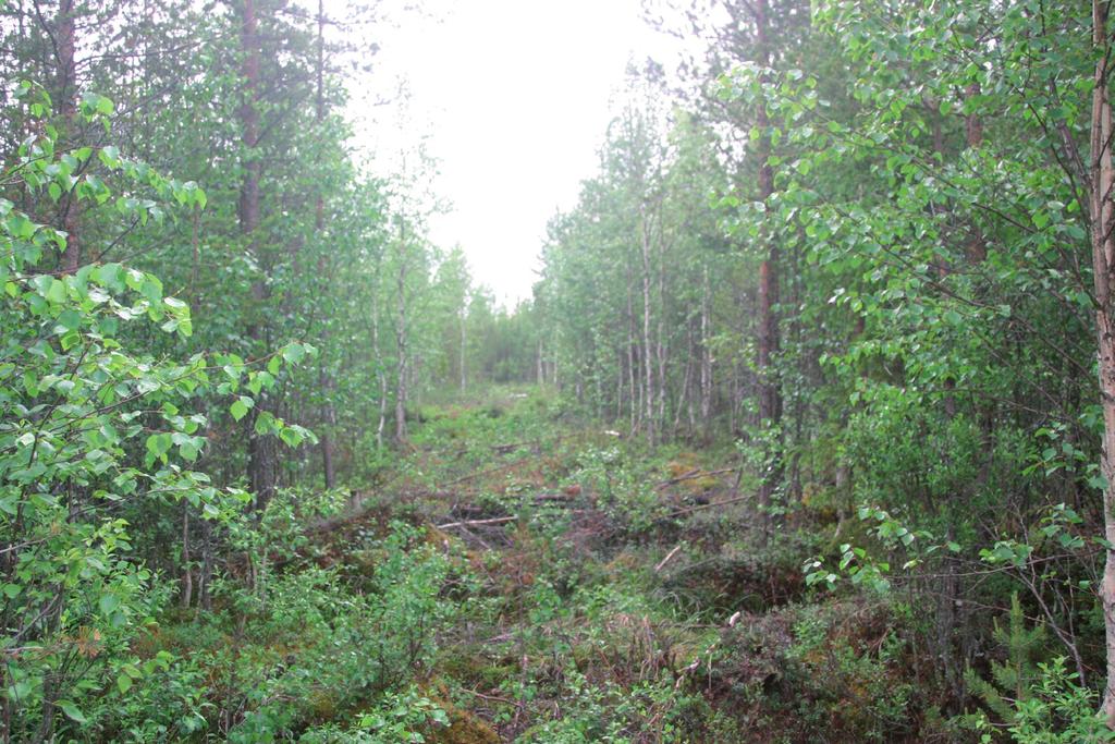 Suomen Luontotieto Oy 1. Johdanto Pöyry Environment Oy/Vapo Oy tilasivat keväällä 2008 Suomen Luontotieto Oy:ltä Pudasjärven Kuokkasuon alueen pesimälinnustoselvityksen.