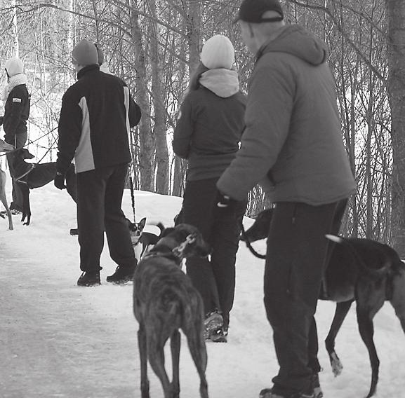 koirat uivat yhteislenkeille sekoittamaan uroskoirien päitä. lenkeille ovat kaikki tervetulleita koiran kanssa tai ilman.