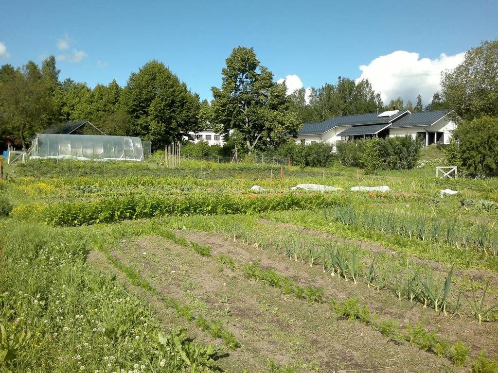 Puutarhatyö kuntouttavana työtoimintana Äijälän päätuote on työ. Viljelystä saatava sato toissijainen. Työtä tehdään jokaisen yksilön omat resurssit huomioiden.