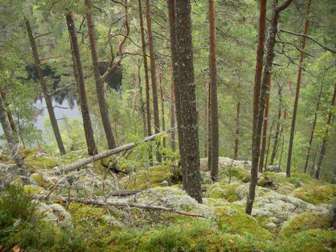 Lopullinen päätös tehdään maastokäynnillä