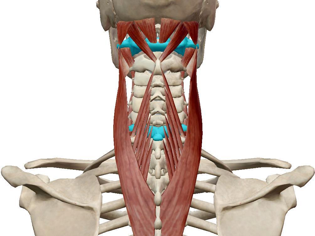 26 takimmainen suora niskalihas (m. rectus capitis posterior minor), alempi vino niskalihas (m. obliques capitis inferior), ylempi vino niskalihas (m.