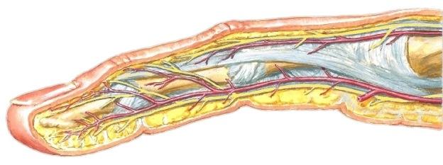 Sormen hermot ja verisuonet M6 s779-782; Gray2 s767-74 Palmaaripuolella pinnallisen ja syvän valtimokaaren haarat jakautuvat I-V sormiin palmaaripuolen Sormien jännetupet ja jänteet S Syvän flexorin