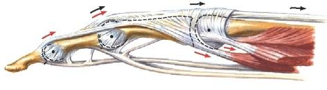 Sorminivelet M6 s812-3; Gray2 s755 Disataalinen interphalangeaalinivel (DIP-) ja proksimaalinen interphalangeaalinivel (PIP-) ovat sarananiveliä jo nivelpintojenkin muodon mukaisesti: distaalisemman