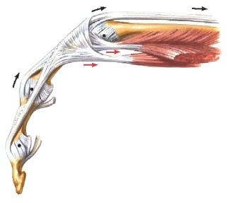 Nivelkapselia vahvistavat siteet, erityisesti kollateraaliligamentit Sormen jänteet Sivusäikeet kiinnittyvät kärkijäseneen Ojentajajänne kiinnittyy myös tyvijäseneen ja nivelkapseliin M