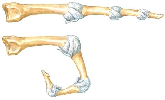 collaterale Ojentajajänne Ojentajajänne Mm interossei M lumbricalis Lumbricalis jänne säteilee dorsaaliaponeuroosiin Sormen ligamentit ja toiminta Lig. palmare Lig. palmare Capsula articularis Lig.