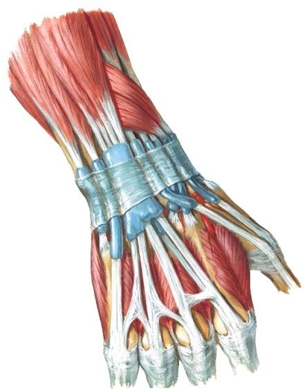 Käsivarren ojentajapuolen lihakset M6p s750-7; Gray2p s745-51 Syvän peitinkalvon alta paljastuvat pinnalliset extensor-lihasryhmän lihakset.