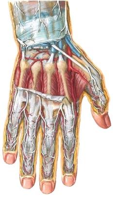 Lihaksen vieressä on pieni lisälihas, m. extensor digiti minimi toinenkin jänne pikkusormea sievästi ojentamaan. Käsivarren ojentaja-puolen lihakset M. brachioradialis M. anconeus (M.