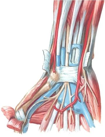 Rannekanava, canalis carpi M6 s790-1; Gray2 s756-8 Edellä mainitun ligamentum carpi palmaren alta löytyy erittäin vahva sidekudoslevy: retinaculum flexorum (RF) RF