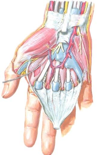 Kämmenen keskitilan rakenteet M6 s778-86; Gray2 s766-74 Aponeuroosis palmariksen alta paljastuu siis aivan proksimaalisesti retinaculum fleksorum.