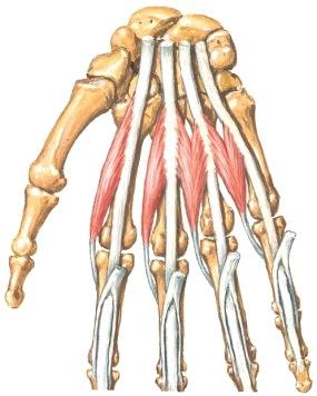 ulnariksesta) ja sormiin menevät Kämmenen sidekudostilat Antebrachiumin koukistajalokero jatkuu jänteiden mukana peukalon pinnallisten lihasten tilaan ja kämmenen