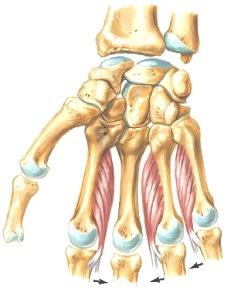 ihohermohaarat. Näiden alla ovat sitten sormien fleksorijänteet ja niihin liittyvät lumbricales-lihakset. Kaikkien edellisten alta, syvältä kämmenestä löytyy vielä syvä valtimokaari (a.