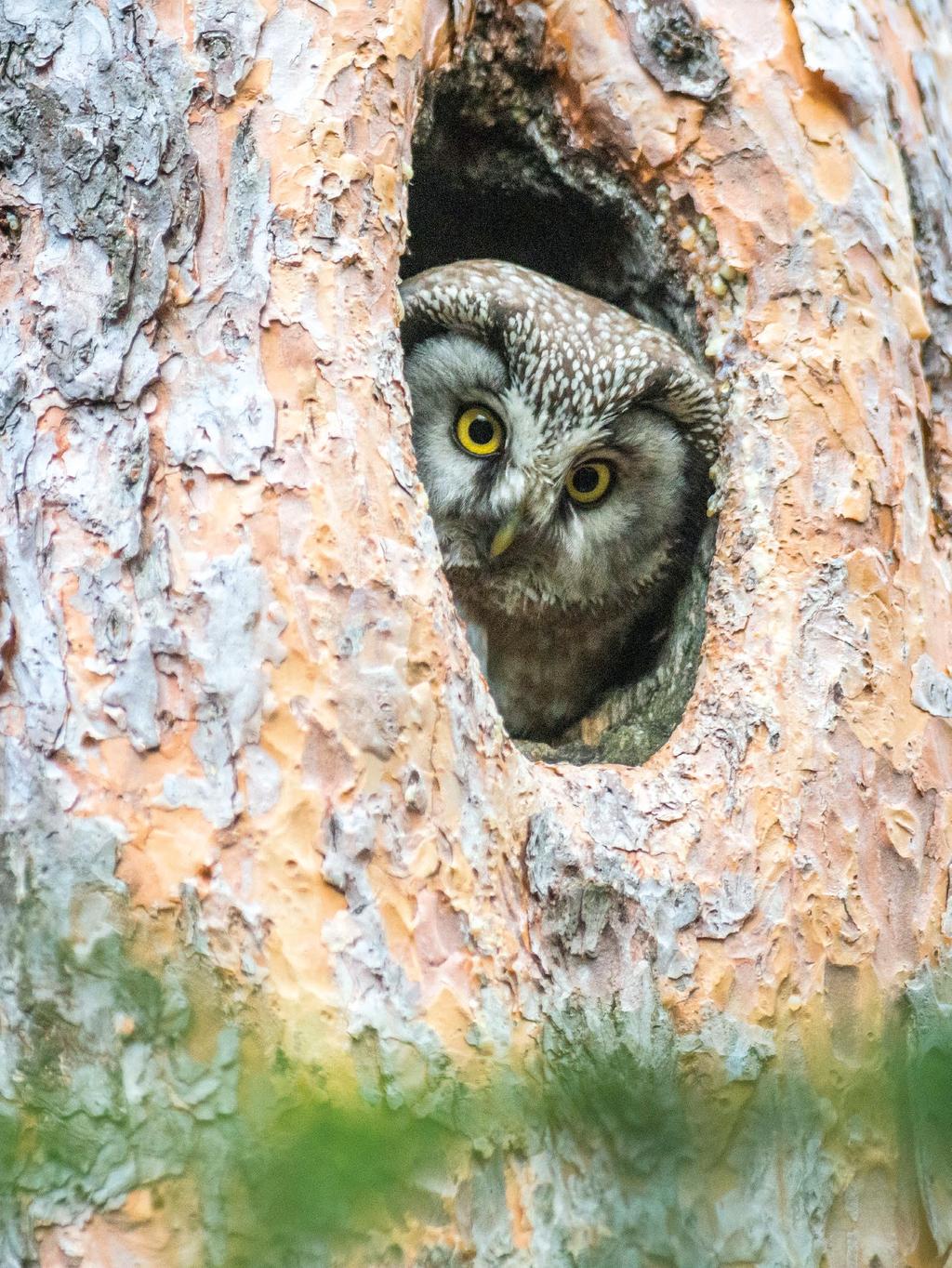 Metsähallituksen yleiset yhteiskunnalliset