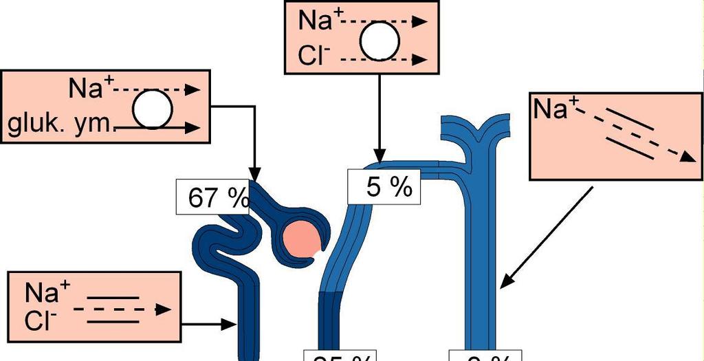 Natriumin ja veden tasapainotus tapahtuu nefronissa