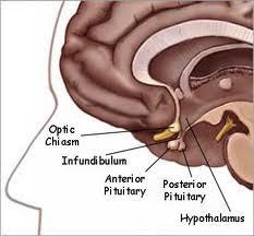 Antidiureettinen hormoni (ADH) erittyy aivoista - Eritetään aivolisäkkeestä - Reagoi herkästi osmolaliteetin