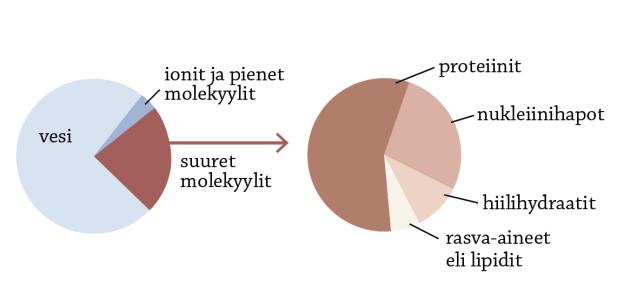 Soluissa on myös runsaasti sähköisesti