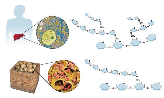Polysakkaridit monosakkaridien ketjut tärkkelys (kasvien