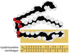 Lipidit eli rasva-aineet Koostuvat hiilestä, vedystä ja hapesta.