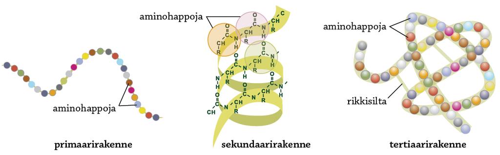 Valkuaisaineet eli proteiinit rakentuvat aminohapoista Koostuvat hiilestä, hapesta, vedystä ja typestä. Rakentuvat aminohappojen muodostamista ketjuista.