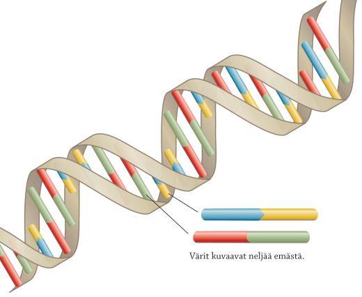 DNA ja RNA ovat nukleiinihappoja Solun rakenne ja toiminta riippuu sen tuottamista valkuaisaineista. Sisältää tiedot valmistettavista aineista.