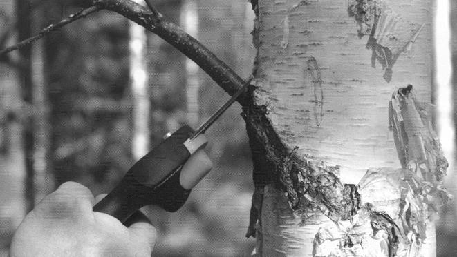 TAMPEREEN AMMATTIKORKEAKOULU TUTKINTOTYÖ 32(89) kesä sopii myös männyn ja kuusen pystykarsintaan, mutta ei ole tavoitteiden eli nopean kylestymisen sekä tautien ja työssä syntyvien vaurioiden