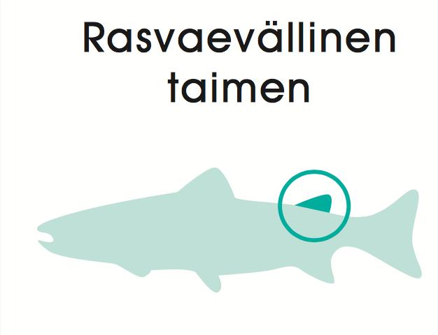 Tulevana kesänä aloitamme kalanvapautustaitoihin keskittyvien kurssien järjestämisen Miksi? Osa luonnonvaraisista lohikalakannoistamme on nykyään niin huonossa kunnossa, että ne rauhoitettu.