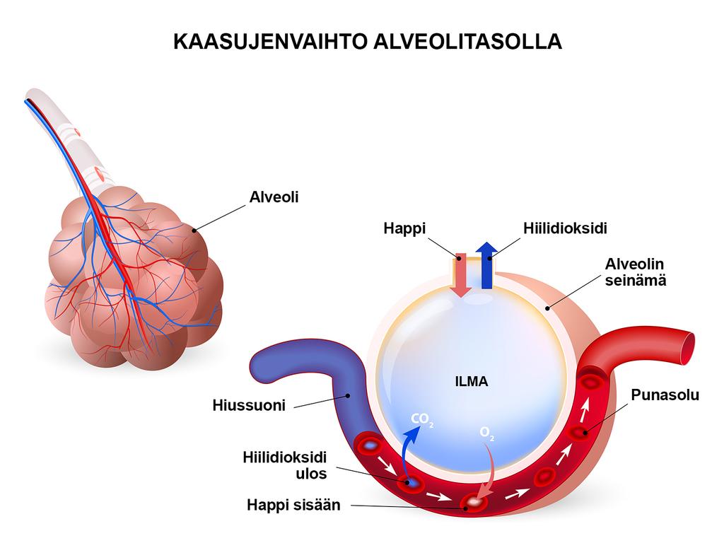 3 3 Hengitysäänten auskultaatio työdiagnoosin apuvälineenä 3.