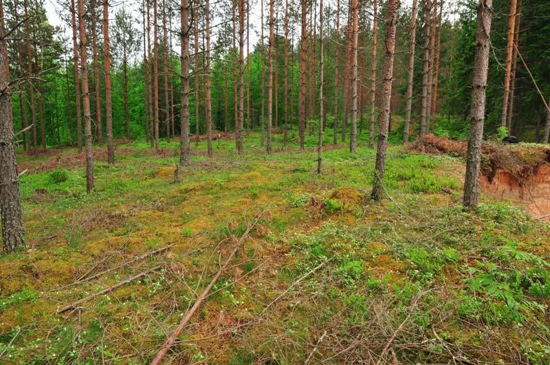 5 Kuva 1. Koekuopitettua aluetta Karpankankaan pohjoisosassa tielinjauksen kohdalla.