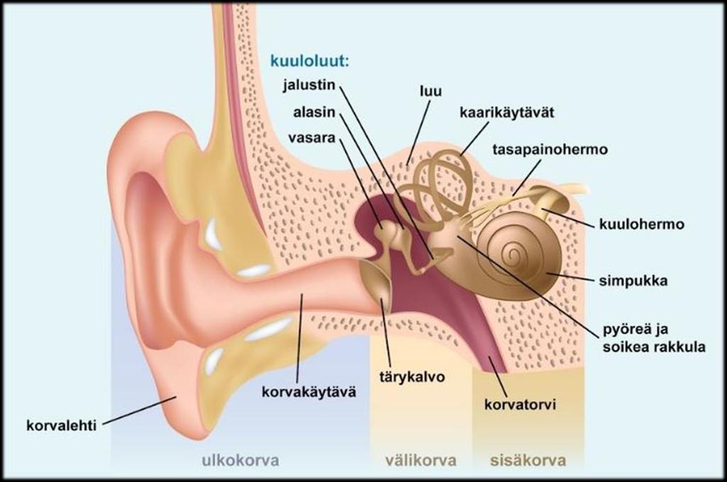 4 2 Kuuloaisti ja kuulon ongelmat 2.1 Kuuloaistin toiminta 2.1.1 Kuulon anatomia ja fysiologia Ihmisen kuulojärjestelmä koostuu kahdesta osasta: korvasta eli ns.