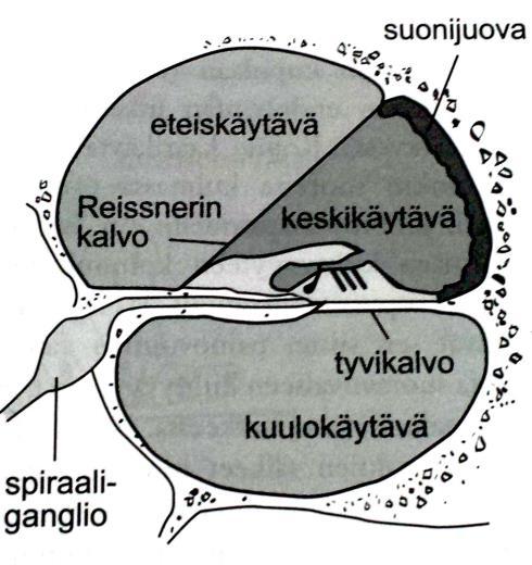 6 Kuva 3. Pitkittäisleikkaus sisäkorvan simpukasta [Jauhiainen 2008: 75]. Kuva 3 esittää äänen paineaallon kulkua simpukassa.