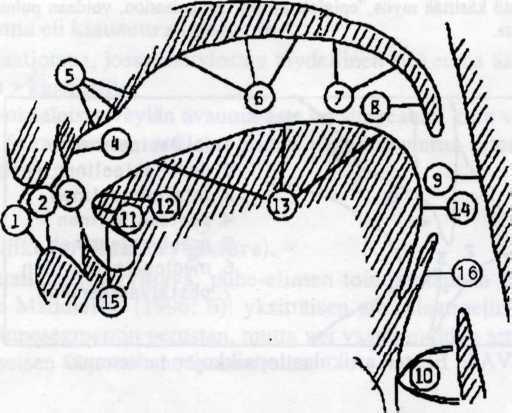 Fonetiikan deskriptiivisiä peruskäsitteitä Antti Iivonen 5 KUVA 1. Artikulaatioelimet ja niiden nimistä johdetut artikulaatiopaikat.