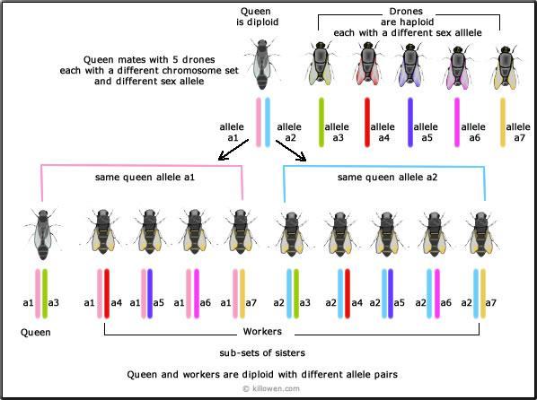 31 (66) KUVA 18. Kromosomien periytyvyys mehiläisellä (http://www.killowen.com/genetics6.