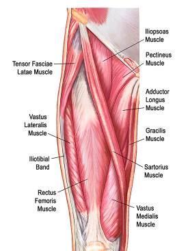 10 Kuva 2. Reiden lihakset anteriorisesti (Roache 2012) Reiden mediaalisessa lihasaitiossa on viisi lihasta m. gracilis, m. pectineus, m. adductor longus, m. adductor brevis ja m.