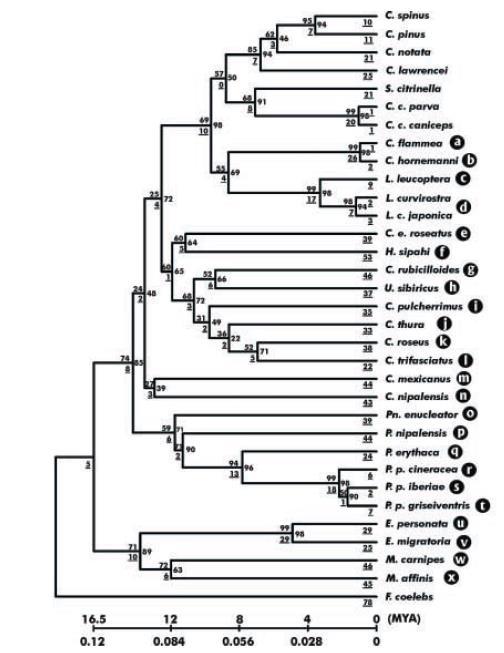 Kuva 3. Peippolintujen fylogenia (Arnaiz-Villena ym. 2001) osoittaa urpiaisten ja käpylintujen olevan sisartaksoneita.