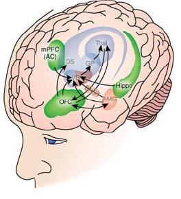 Riippuvuuden neuroanatomia - Inhibitorinen kontrolli Hippokampus Konteksti Prefrontaalinen aivokuori