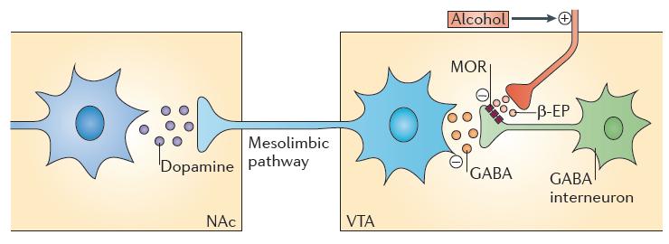 Alkoholin vapauttama β-endorfiini inhiboi GABAergisiä