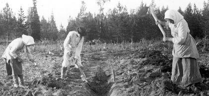 Suomi vuonna 1917 Asukkaita 3 134 300
